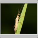 Stenodema sp - Weichwanze 02a 8mm.jpg